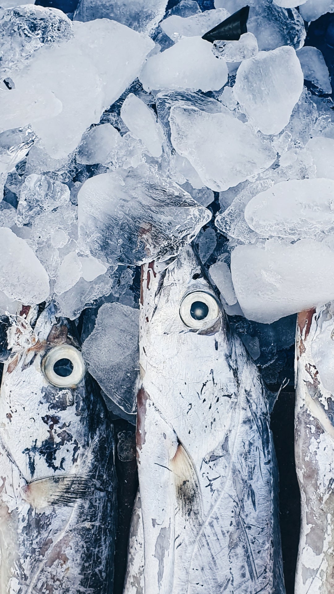 Ocean to O3: A look into how our fish oil is made